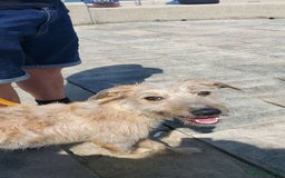 Lurcher dogs for stud: Dog for stud - Image 3