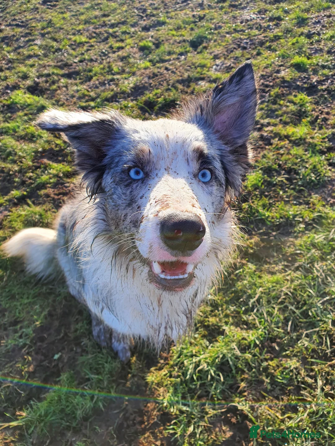Border Collie dogs for stud: Proven tri blue Merle with two blue eyes in Darlington - Advert 3