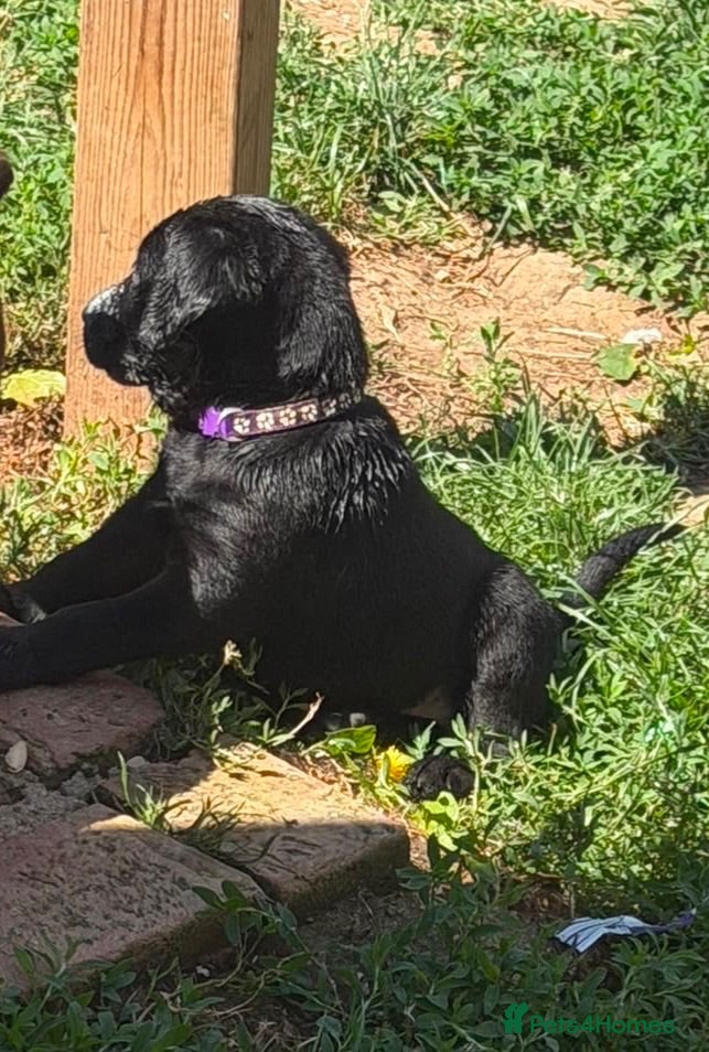 Labrador Retriever dogs Adorable Labrador Retriever Puppies 🐾 - Advert 9