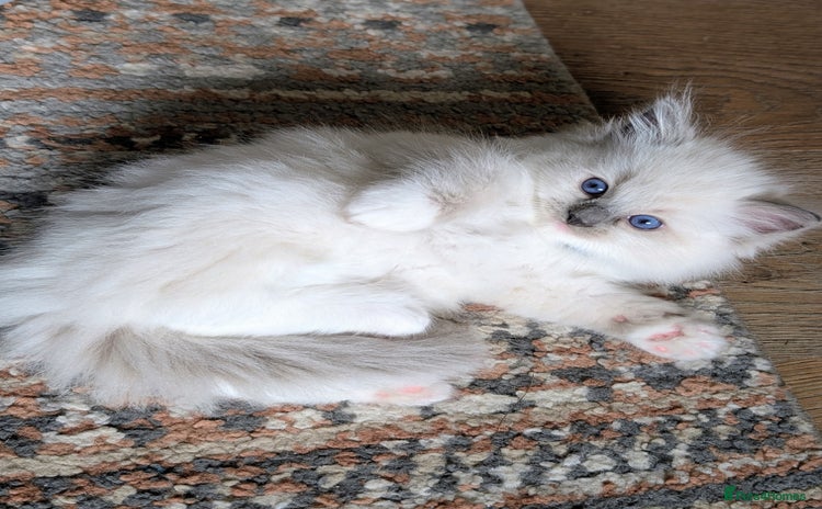 Ragdoll cats - Advert 4