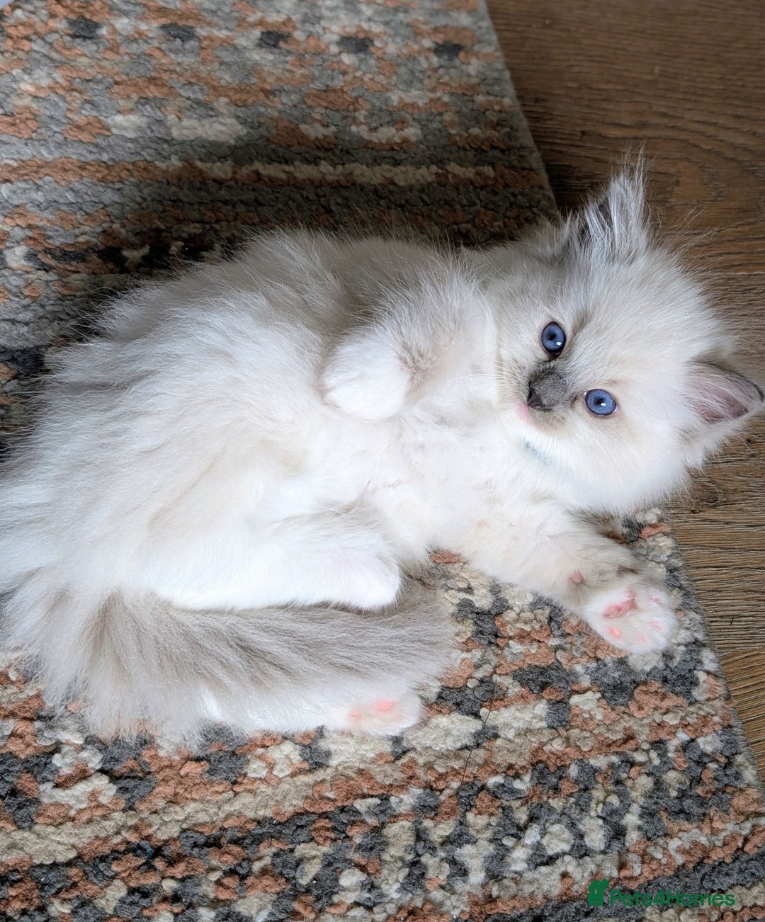 Ragdoll cats for sale: 🏆 🐾 Tica Registered EU Ragdoll Kittens 🐈 🏆 - Image 1