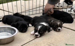 Mixed Breed dogs for sale: Lhasa Apso Cross - Image 16
