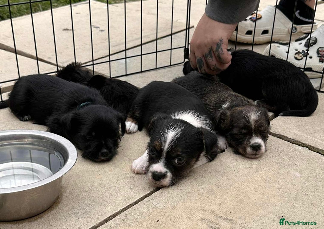 Mixed Breed dogs for sale: Lhasa Apso Cross - Image 16