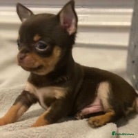 Chihuahua dogs for stud: 🏆⭐️Our SUPER STUD Duke, is just that⭐️🏆 in Hornchurch - Advert 6