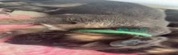 German Shepherd dogs for sale: German shepherd puppies long hair… - Advert 33