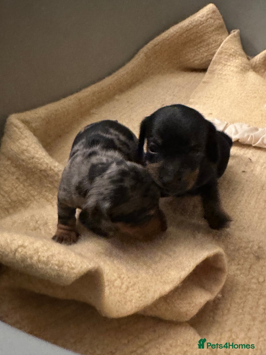 Miniature Dachshund dogs for sale: Ready Soon - Gorgeous KC Reg. Miniature Dachshund - Advert 18