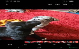 Mixed Breed dogs for sale: alapaha bull dog x  akita  - Image 14
