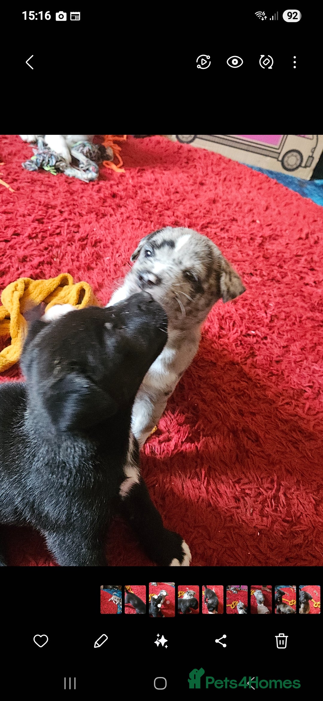 Mixed Breed dogs for sale: alapaha bull dog x  akita  - Image 14