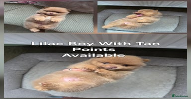 Pomeranian dogs - Advert 5