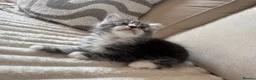 Ragcoon cats for sale: 8 gorgeous Mainecoon x ragdoll babies  - Advert 22