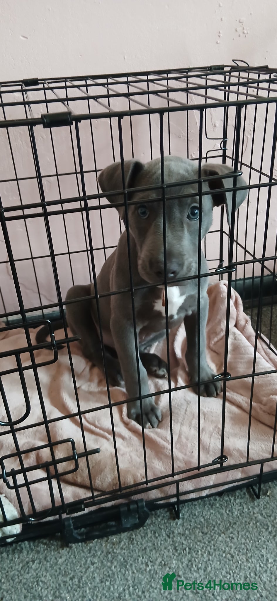 Mixed Breed dogs for sale: English bulldog cross lurcher for sale £600 - Advert 1