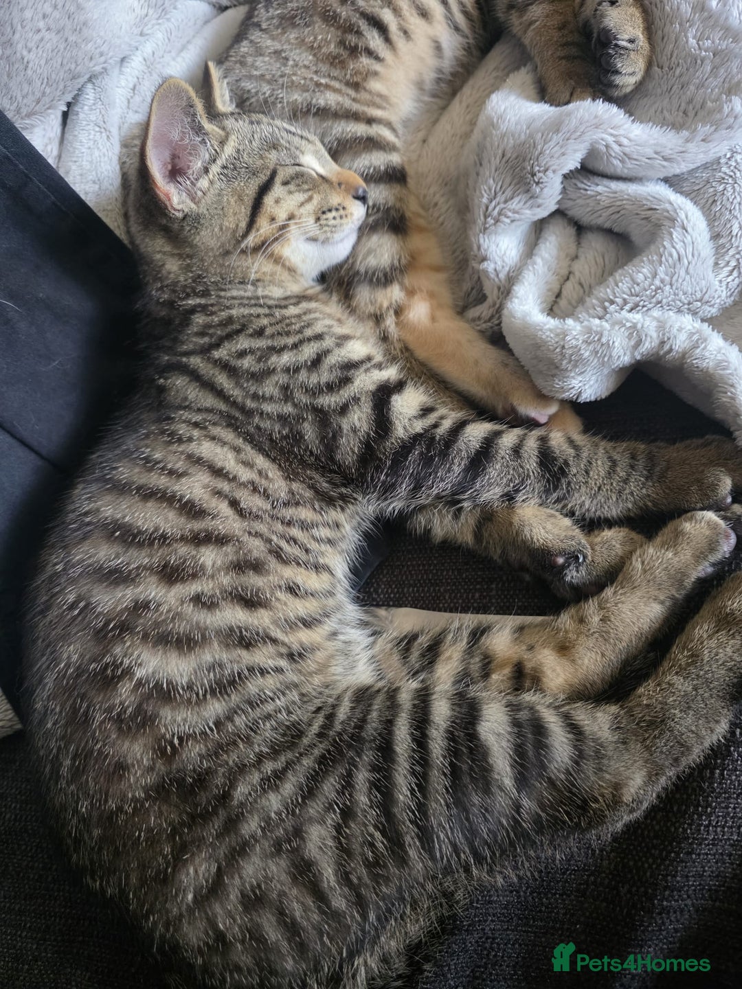 Bengal cats for sale: Beautiful part bengal boy - Image 2