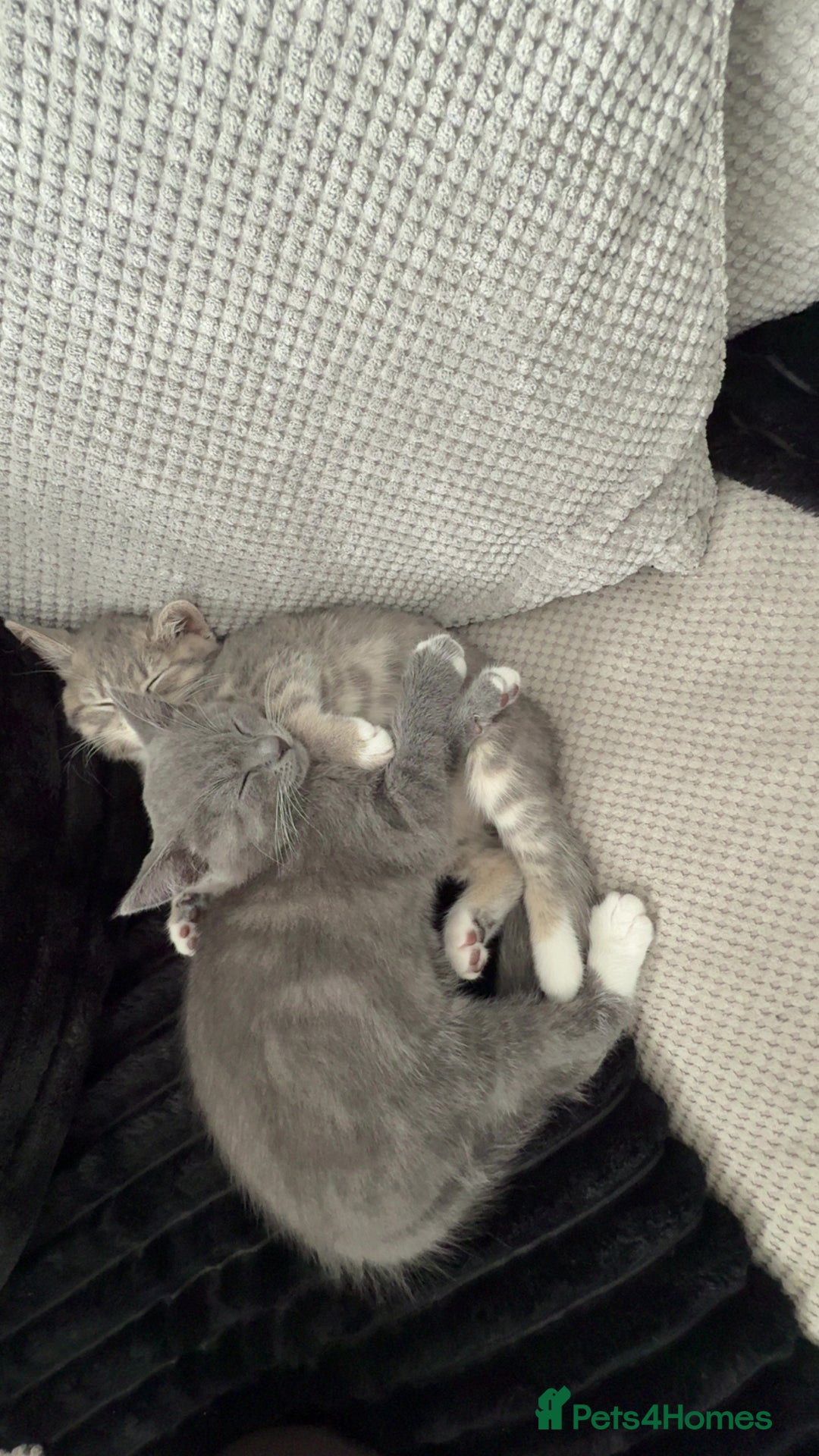 Mixed Breed cats for sale: Grey kittens  - Image 9