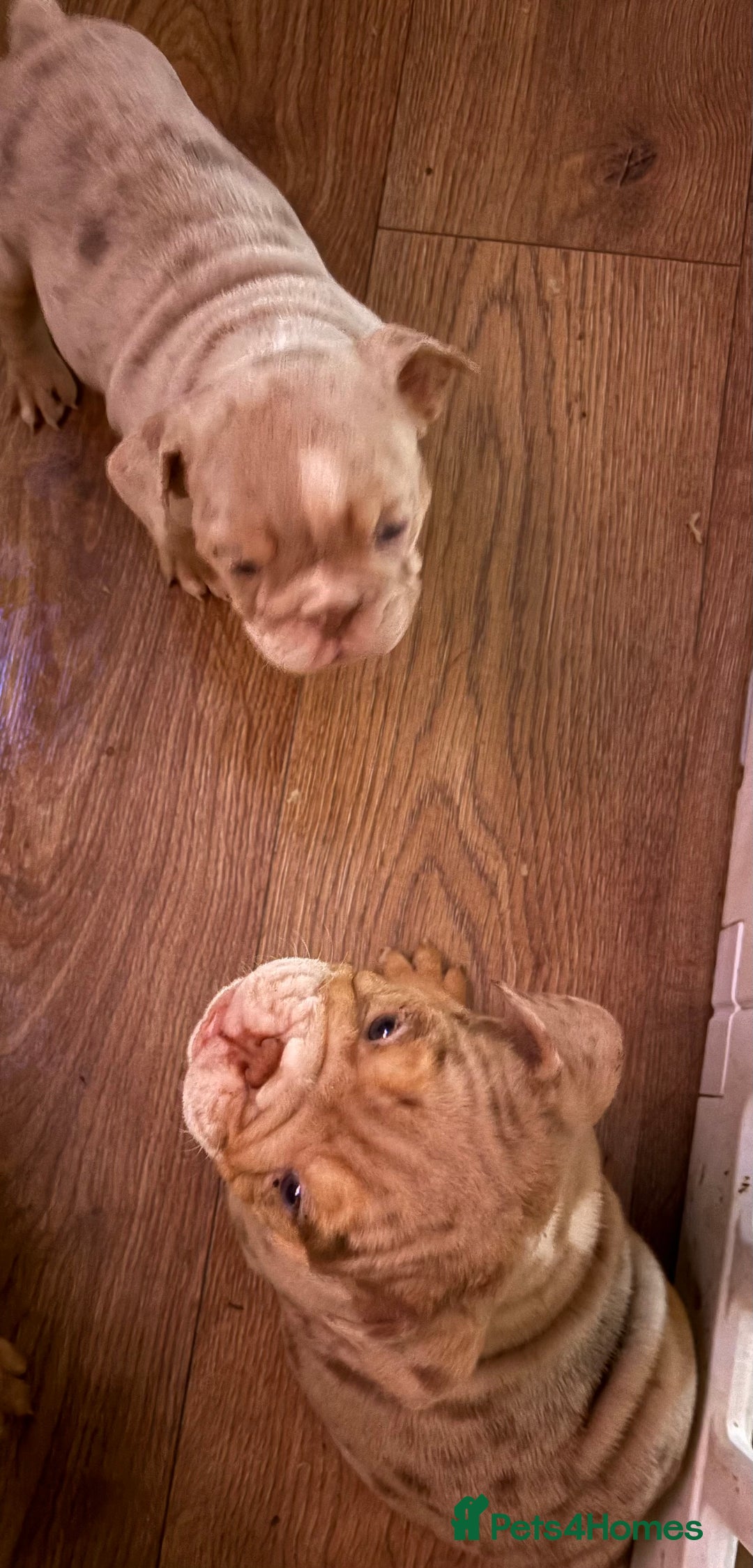 English Bulldog dogs for sale: Lovely puppies looking for their forever home  - Advert 4