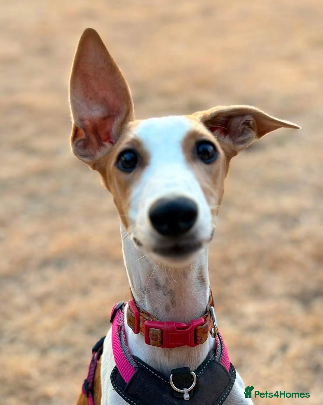 Mixed Breed dogs Happy Nova- 5 months old - Advert 4