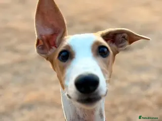 Mixed Breed dogs Happy Nova- 5 months old - Advert 4