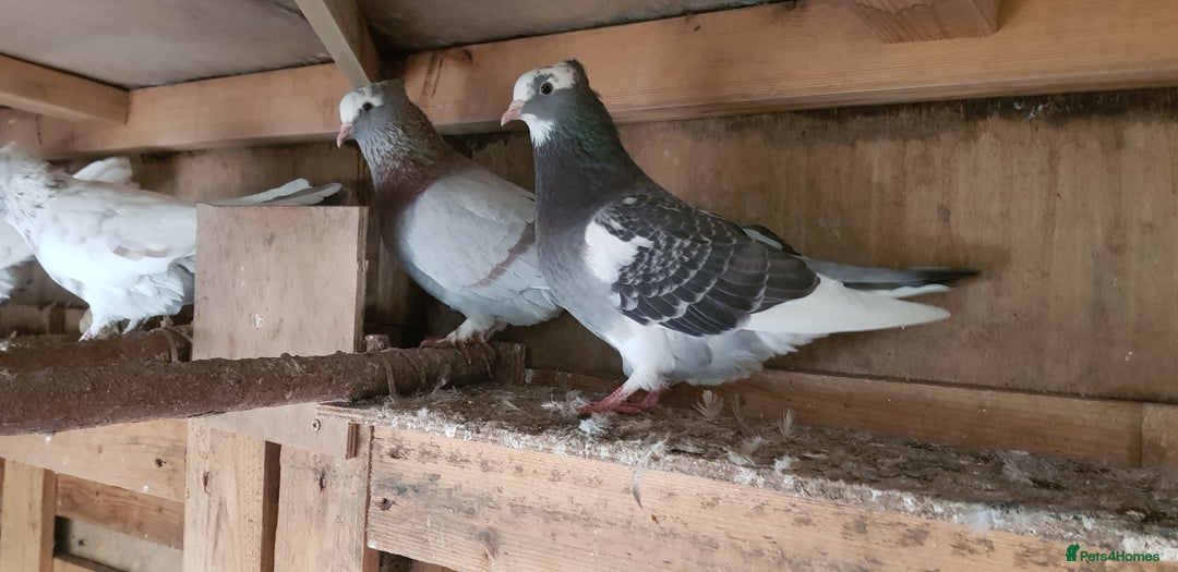 Pigeons birds for sale: Fantails and Iranian pigeons  - Advert 13
