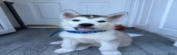 Alaskan Malamute dogs for sale: Alaskan malamute  - Advert 4