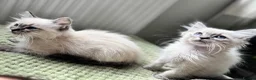 Ragdoll cats for sale: 🌸 Beautiful ragdoll babies 🌸 - Advert 9