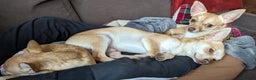 Chihuahua dogs for sale: 2 beautiful chihuahuas - Advert 7