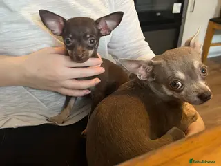 Chihuahua dogs Tiny Beautiful chocolate and tan girl - Advert 1