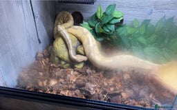 Python Snake reptiles for sale: Male ball python - Advert 2