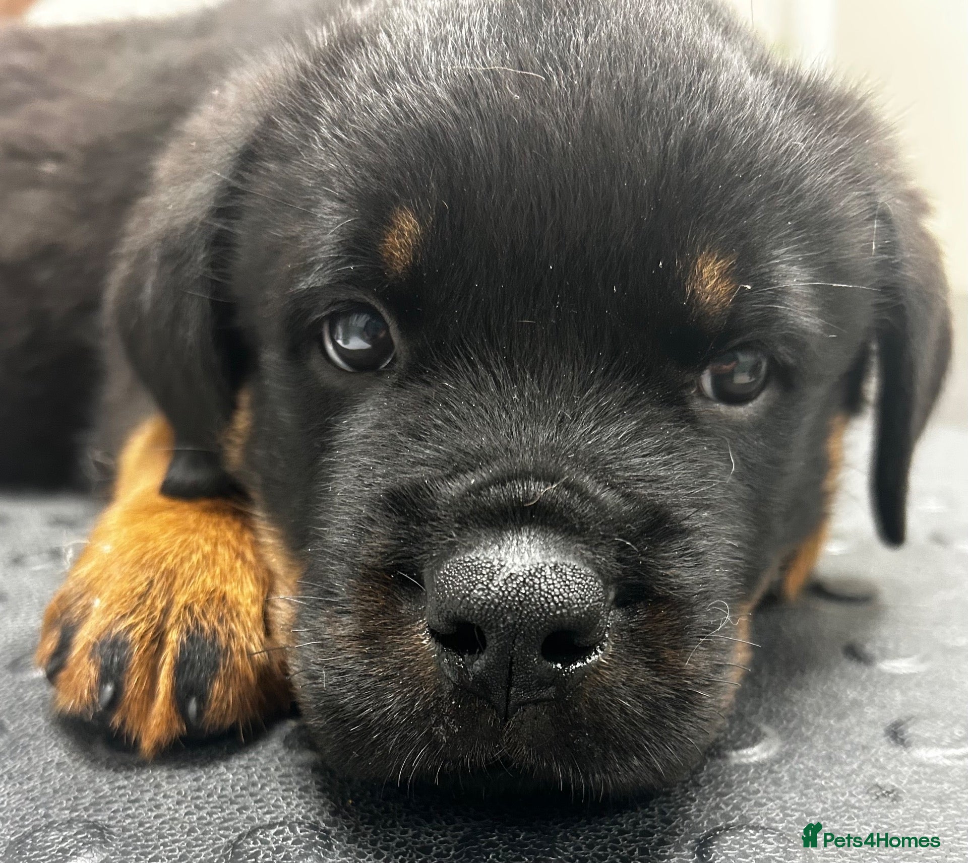 Rottweiler dogs for sale: Rottweilers READY TO LEAVE kc reg fully tested - Advert 5