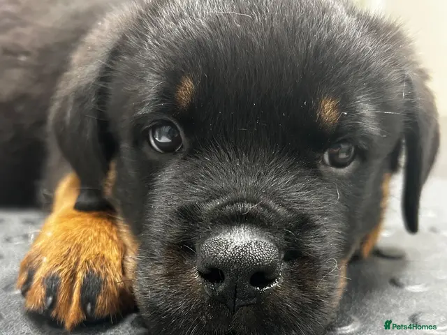 Rottweiler dogs for sale: Rottweilers READY TO LEAVE kc reg fully tested - Advert 5
