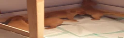 Labrador Retriever dogs for sale:  Labrador Retrievers - Advert 2
