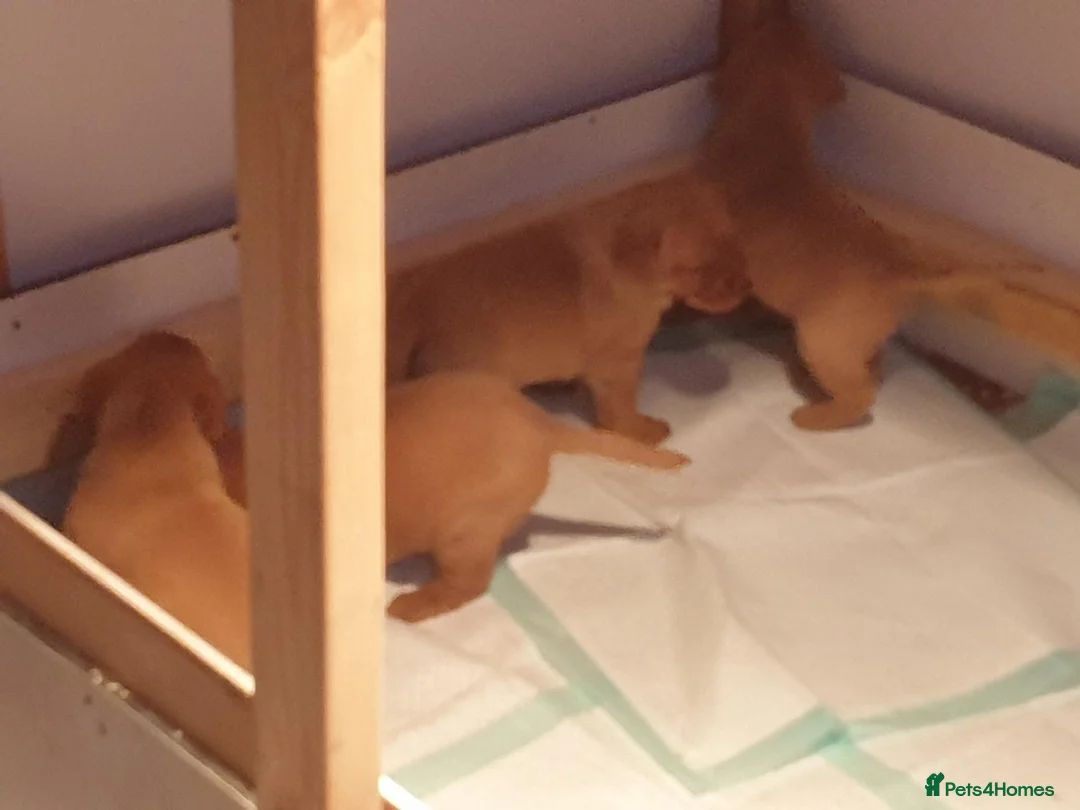 Labrador Retriever dogs for sale:  Labrador Retrievers - Advert 2