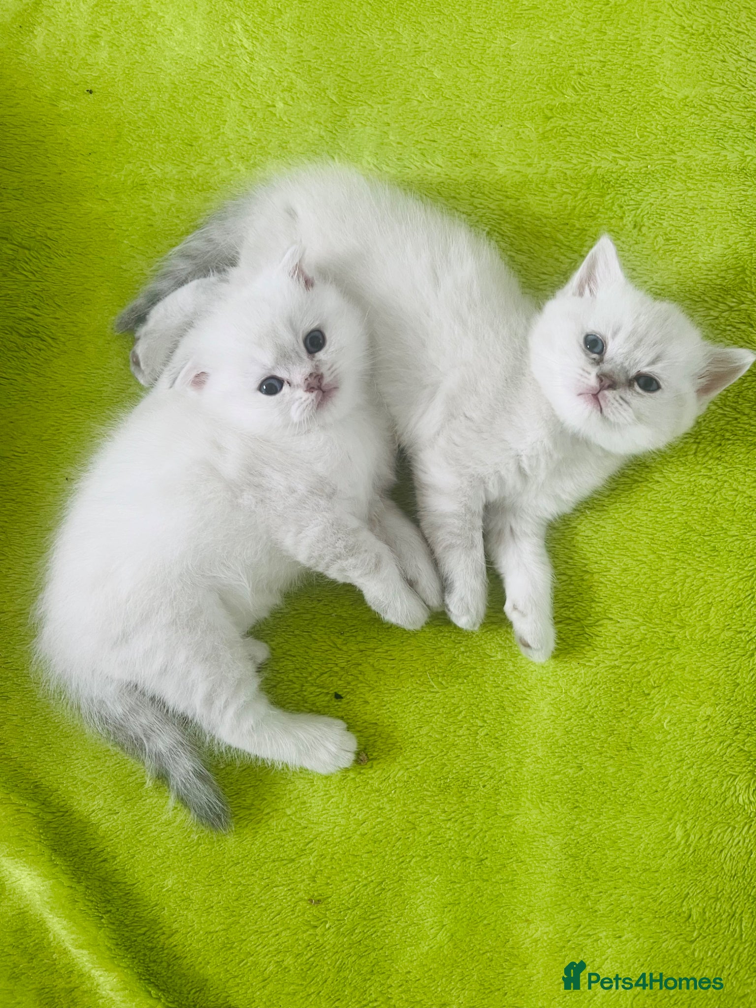Scottish Fold cats Scottish fold and straight kittens - Advert 4