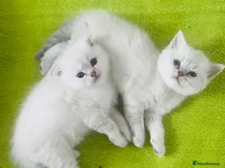 Scottish Fold cats Scottish fold and straight kittens - Advert 4