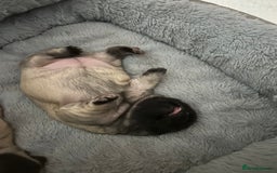 Frug dogs for sale: Fluffy frug - Image 5