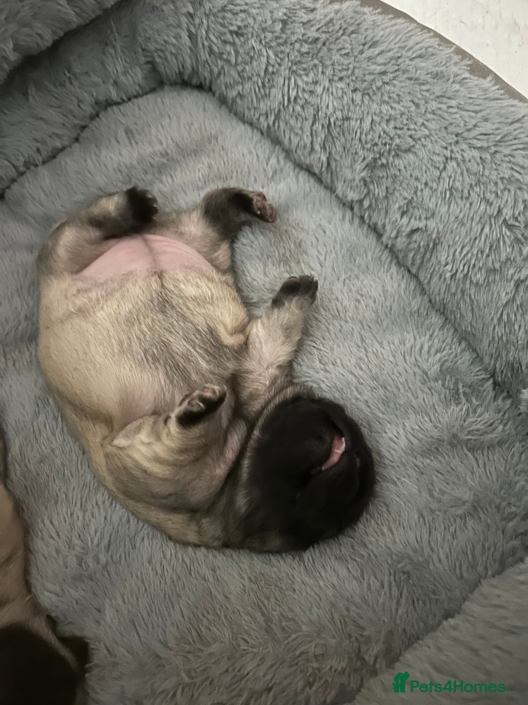 Frug dogs for sale: Fluffy frug - Image 5