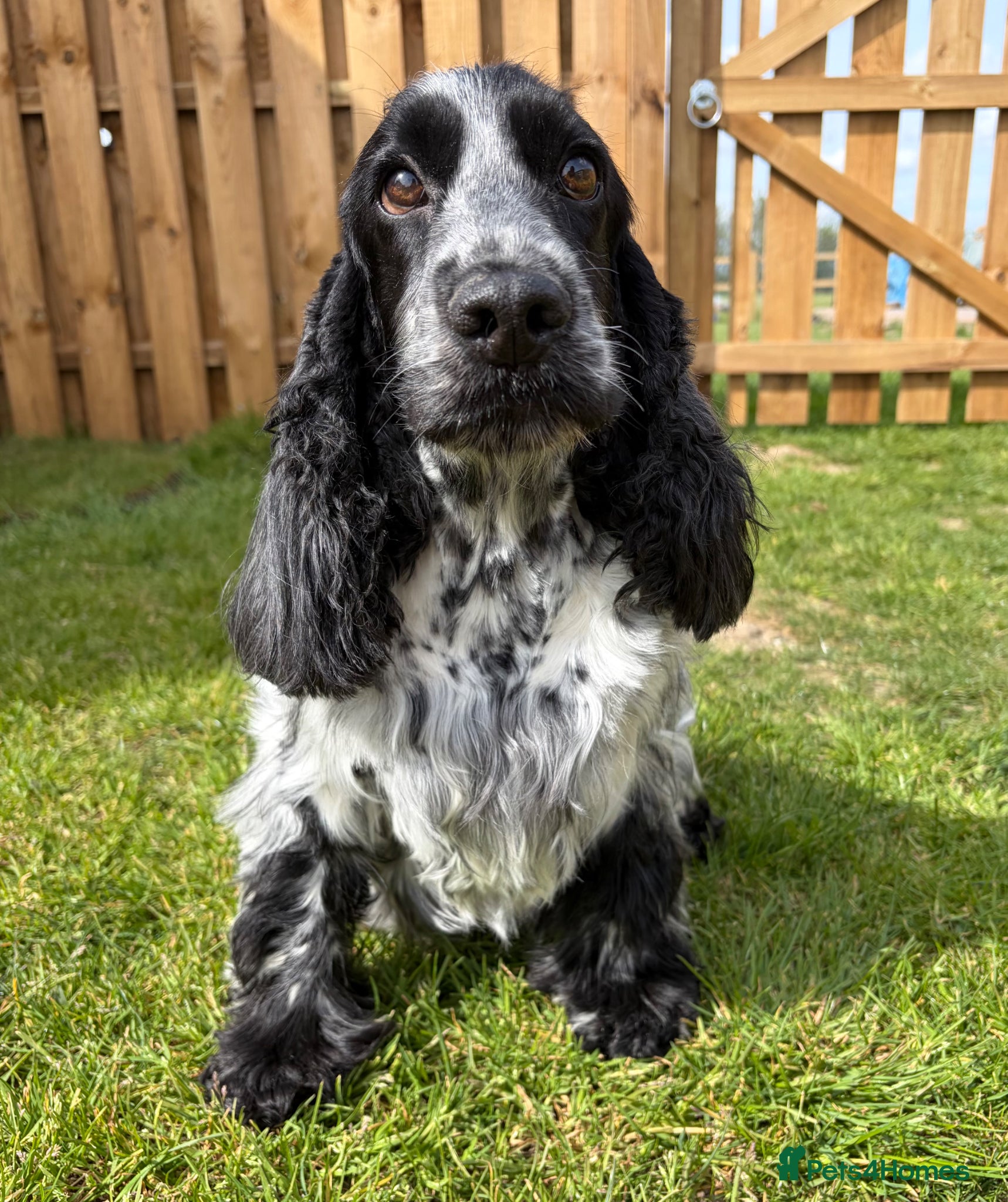 Cocker Spaniel dogs 4 left available Serbia import lines SHOW cockers  - Advert 9
