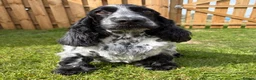 Cocker Spaniel dogs for sale: 2 left available Serbia import lines SHOW cockers  - Advert 13