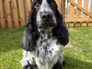 Cocker Spaniel dogs 4 left available Serbia import lines SHOW cockers - Advert 9