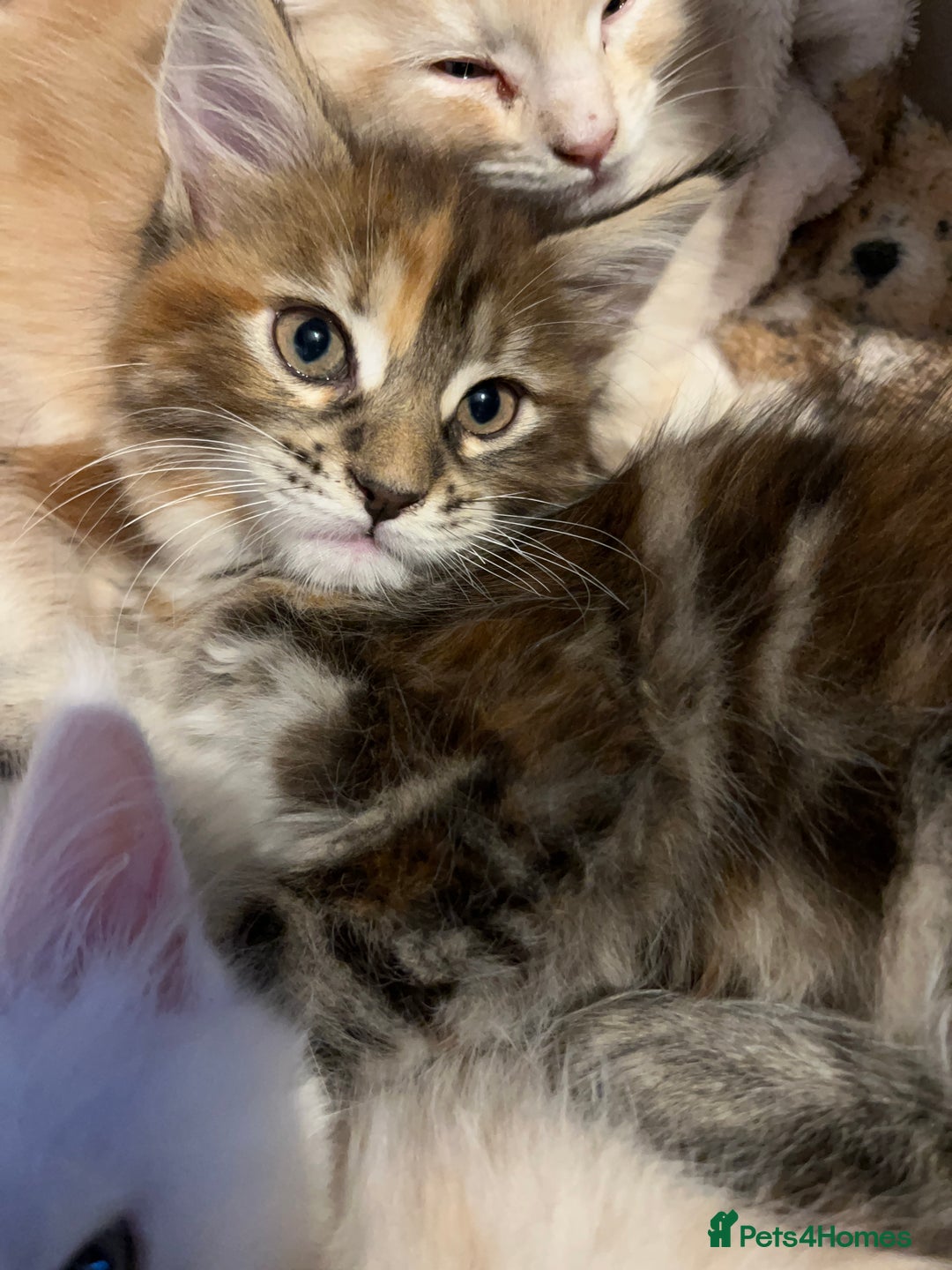 Maine Coon cats for sale: Purebred Maincoons Kittens - Advert 7