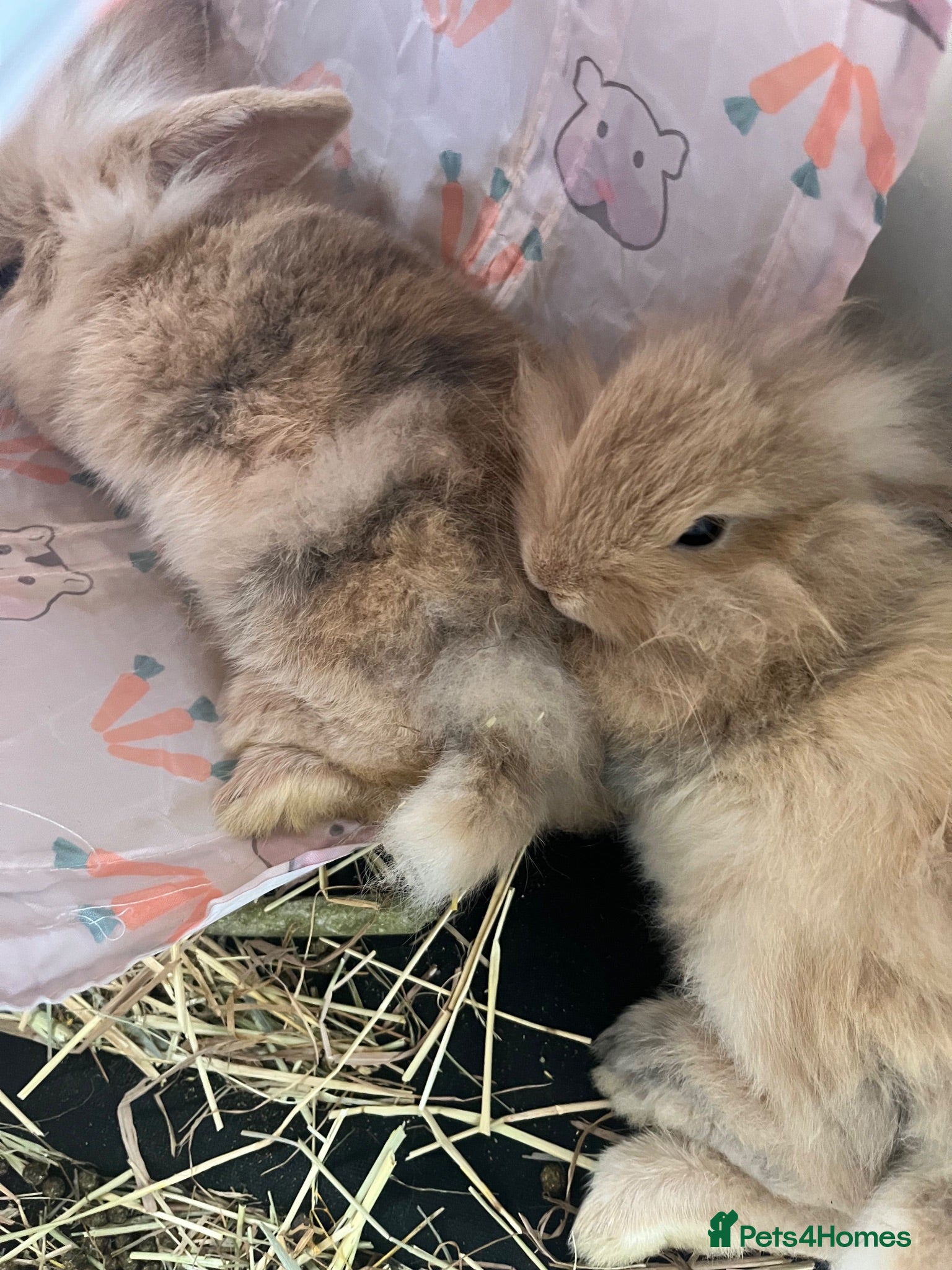 Netherland Dwarf rabbits 2 beautiful hand reared bonded half sisters  - Advert 3