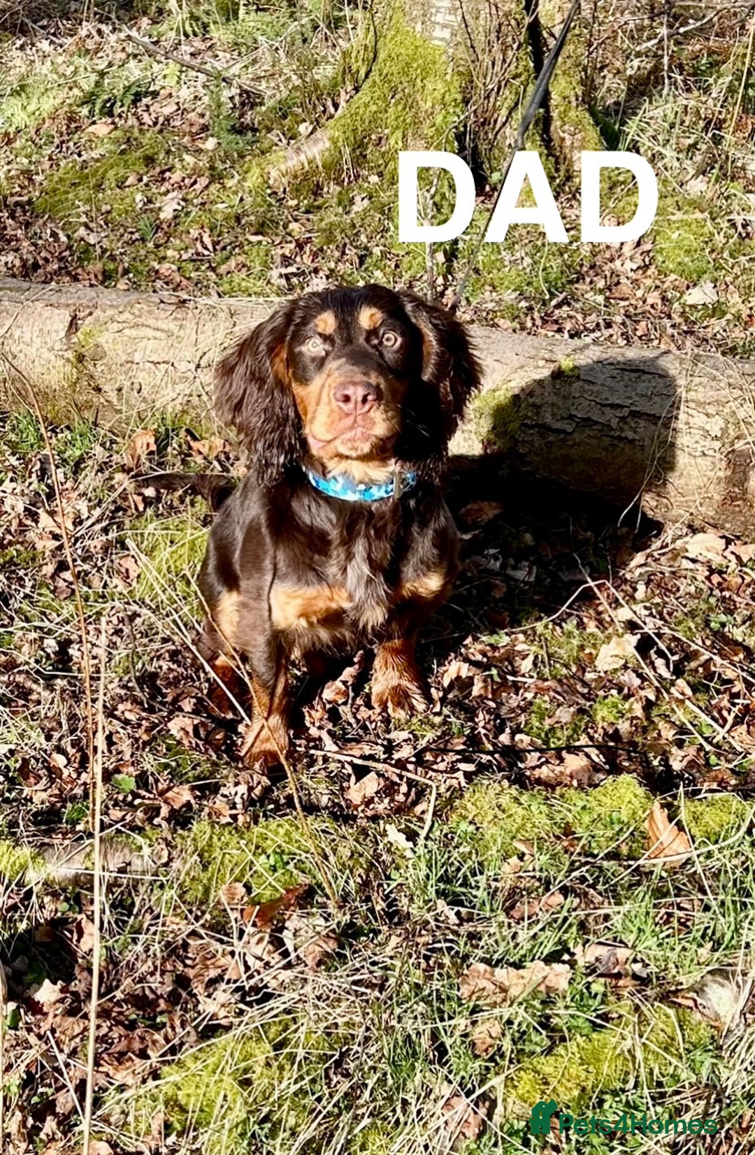 Cocker Spaniel dogs for sale: 5th GENERATION with FTCH CHAMPION BLOODLINE 😍 - Advert 3