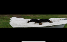 Bordoodle dogs for sale: GOLD STANDARD HIGH HEALTH COLLIPOO PUPPIES 🌟 - Image 3