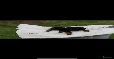 Bordoodle dogs - Advert 9