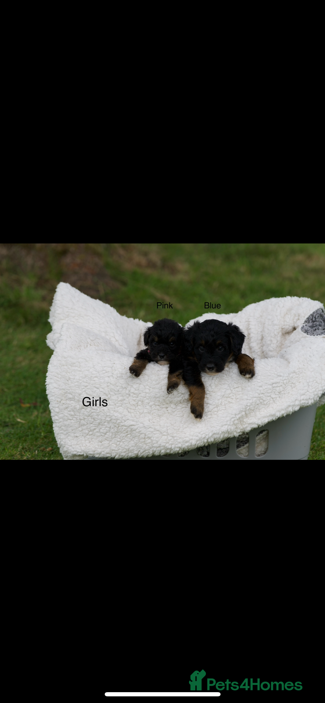 Bordoodle dogs for sale: GOLD STANDARD HIGH HEALTH COLLIPOO PUPPIES 🌟 - Image 3