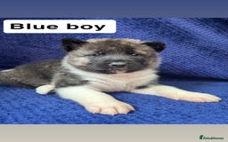 Akita dogs for sale: 5⭐️ Akita pups - Image 7