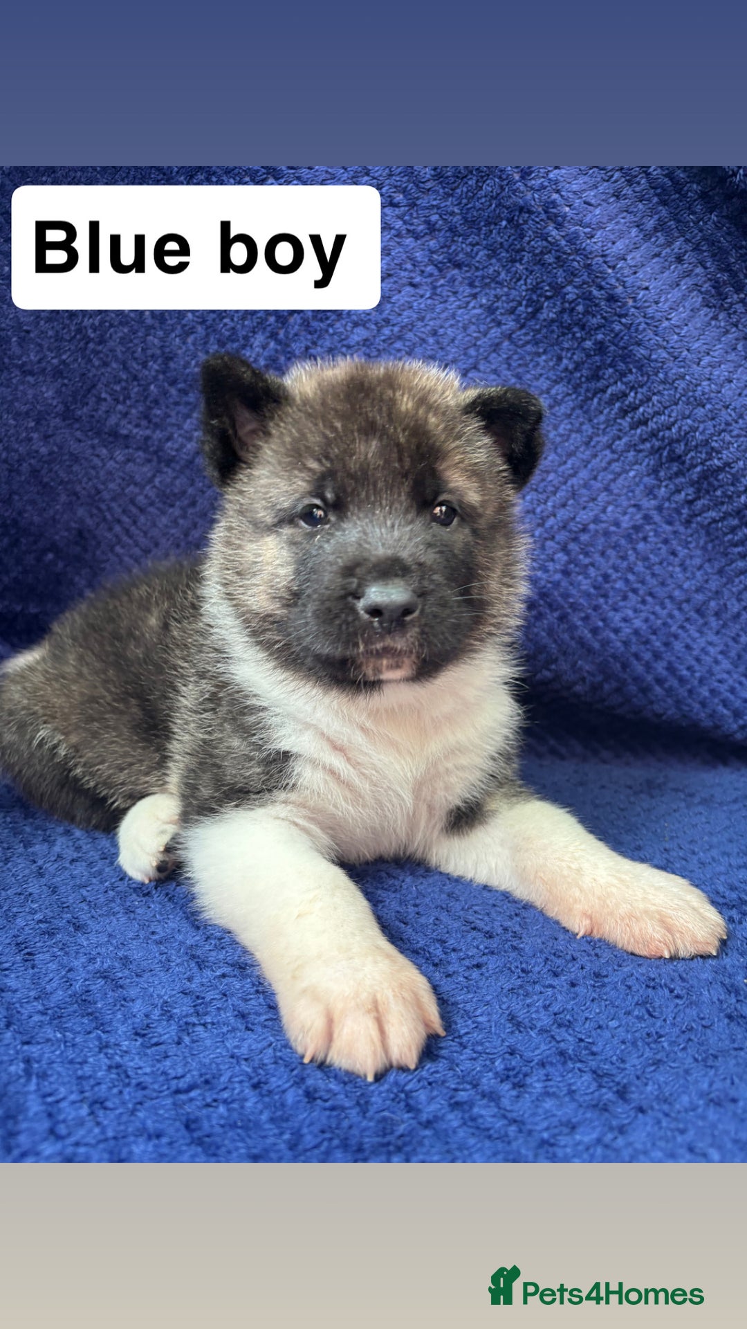 Akita dogs for sale: 5⭐️ Akita pups - Image 7