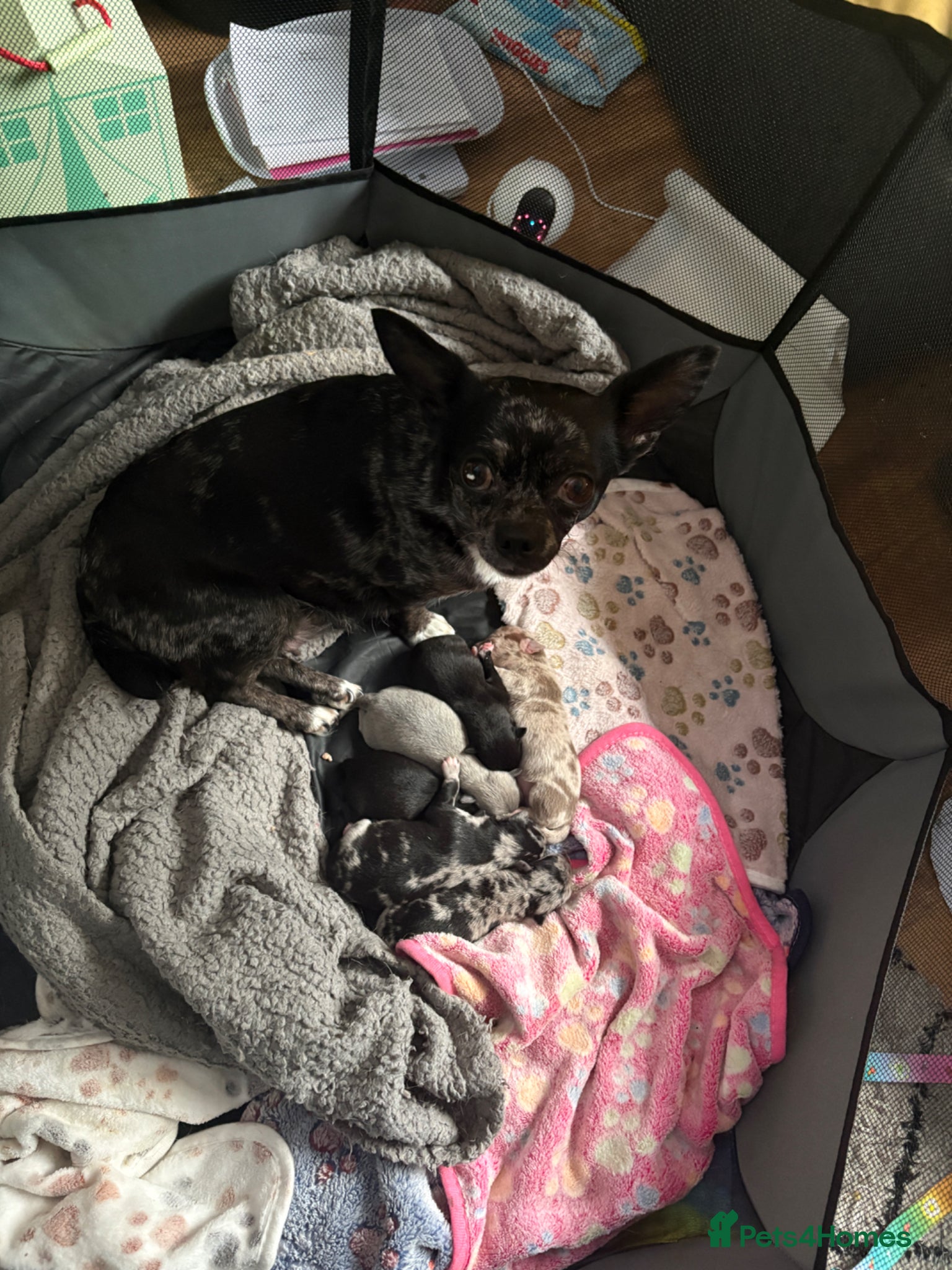 Chihuahua dogs 🐾 Stunning Chihuahua Puppies Available 🐾 - Advert 17