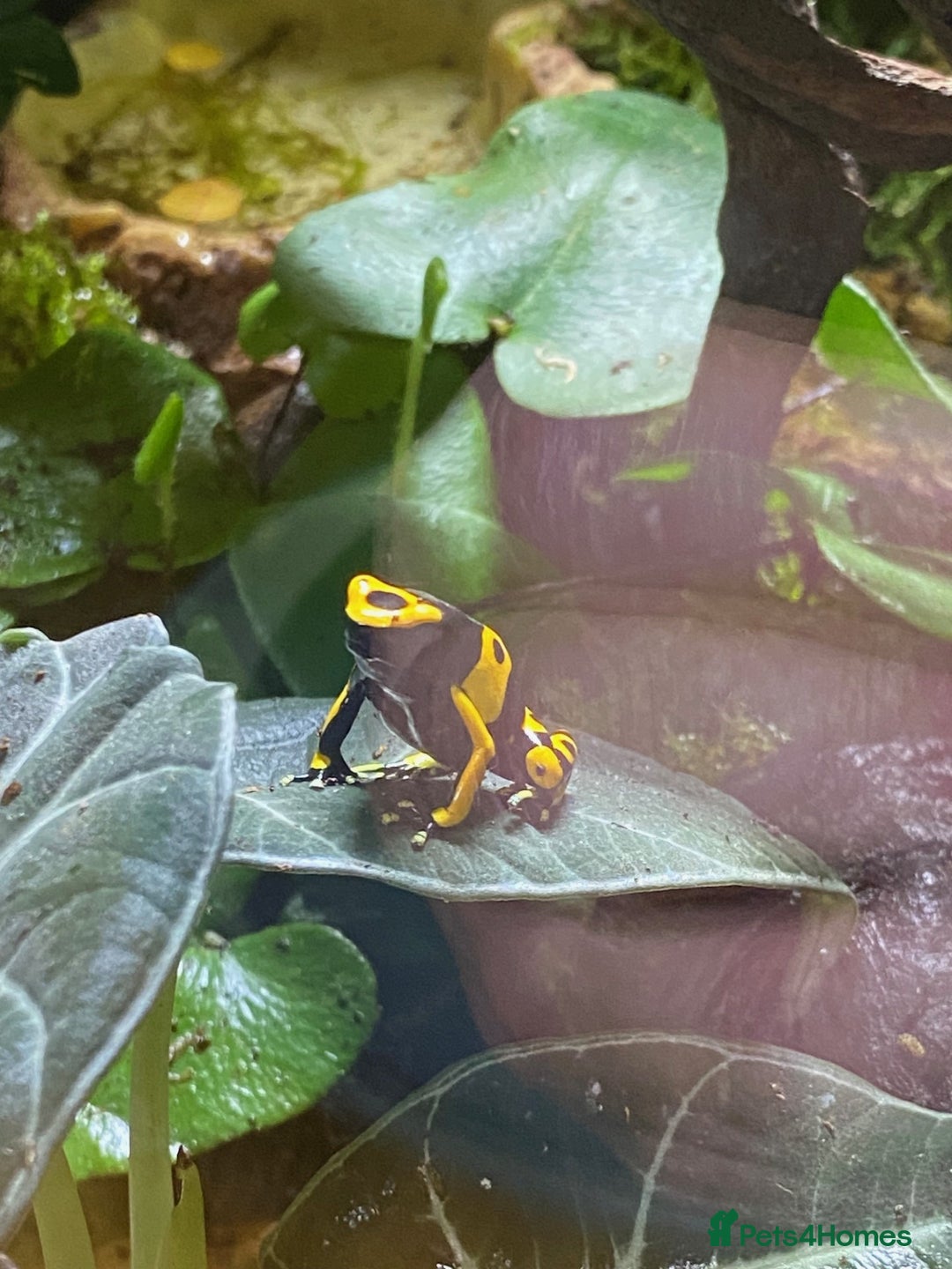 Frog reptiles for sale: 3 x Yellow Bumblebee Dart Frogs & Terrarium - Advert 6