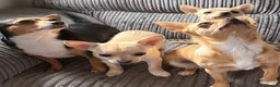 Chihuahua dogs for sale: Beautiful baby boy for sale - Advert 3