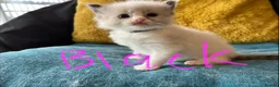 Ragdoll cats for sale: Pure ragdoll kittens sake London - Advert 31