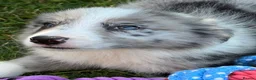 Border Collie dogs for sale: Stunning KC Registered Border Collie Puppies  - Advert 17